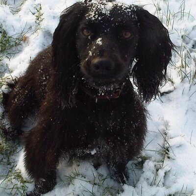 Profile Picture of Kim Golding (@KimSGolding) on Twitter