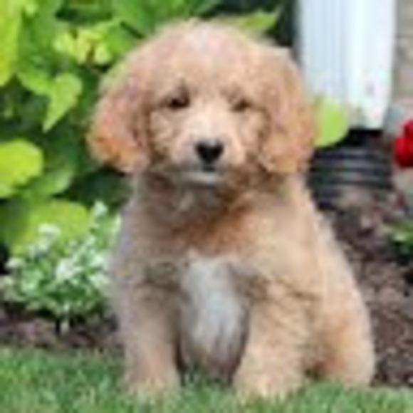 Profile Picture of Gabriel Chippis (@gabrielc0903) on Poshmark