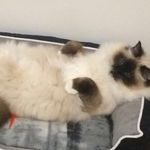 Profile Picture of Carlo Facchini (@carlo.facchini.142) on Instagram