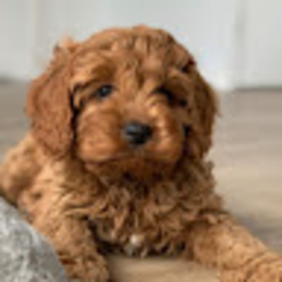 Profile Picture of Bev Tavener (@bevtavener) on Poshmark