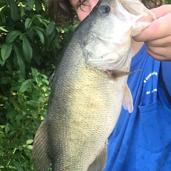 Profile Picture of Douglas Webb jr. (@douglas_1000_) on Poshmark