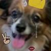 Profile Picture of ellenmcdevitt6 (@@ellenmcdevitt6) on Tiktok