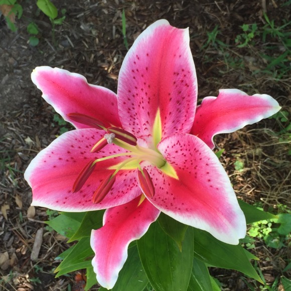 Profile Picture of Gigi Kuberski (@one80) on Poshmark