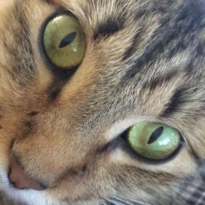 Profile Picture of TabithaNeal (@TabithaCatNeal) on Twitter