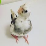 Profile Picture of Chip (@chipdabird) on Instagram