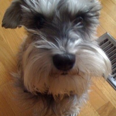 Profile Picture of Tom Hastie (@tom_hastie) on Twitter