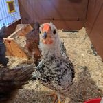 Profile Picture of Cyndi Roberts (@cheddarthechickenaz) on Instagram