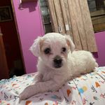 Profile Picture of Tina Montoya 🐶🤍 (@dogtinimg04) on Instagram