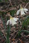 Profile Picture of Narcissus moschatuson Wikipedia