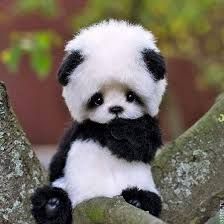 Profile Picture of IVANA CAMPOS (@icampos0043) on Pinterest