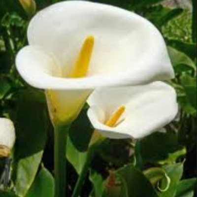 Profile Picture of Julie Leahy (@julie3leahy) on Twitter