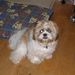 Profile Picture of Celia Jarvis (@celia4175) on Pinterest