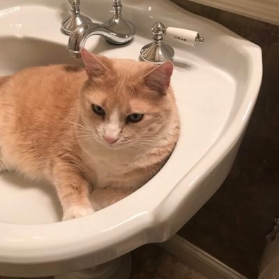 Profile Picture of Mariellen Dalton🏖☀️🧷🐱 (@DaltonMariellen) on Twitter