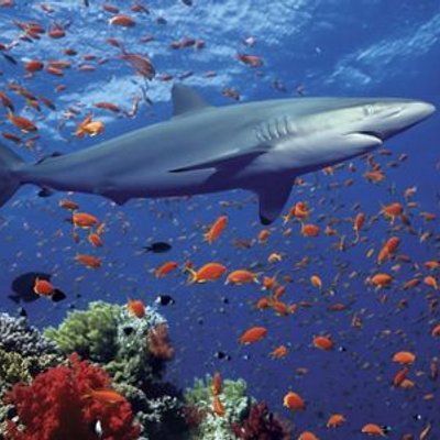 Profile Picture of Richárd Ker (@richardkertesz1) on Twitter