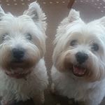 Profile Picture of Fran Carpenter (@samarner) on Instagram