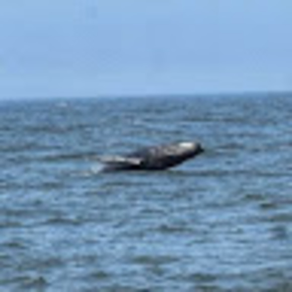 Profile Picture of Jodi Shimmel (@deeshim49) on Poshmark