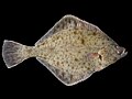 Profile Picture of European flounder - Wikipediaon Wikipedia