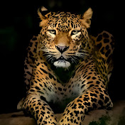 Profile Picture of Agim Gashi (@agimgashi6430) on Youtube