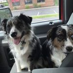 Profile Picture of Paisley And Palmer Byers (@paisleyandpalmertheaussies) on Instagram