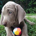 Profile Picture of Sam Gray (@samtheweimaraner) on Instagram