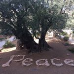 Profile Picture of Hansuli John Gerber (@hansulijohn) on Instagram