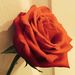 Profile Picture of Emily LaVigna (@eel287) on Pinterest