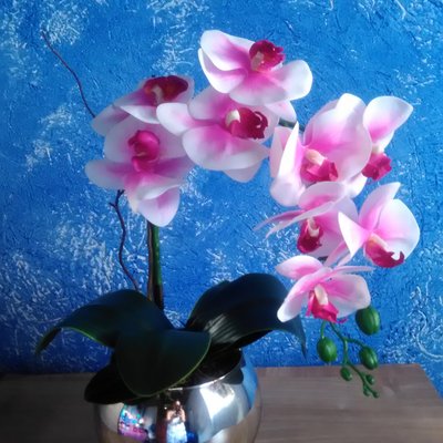 Profile Picture of Paula Jacob (@PaulaJa56223961) on Twitter