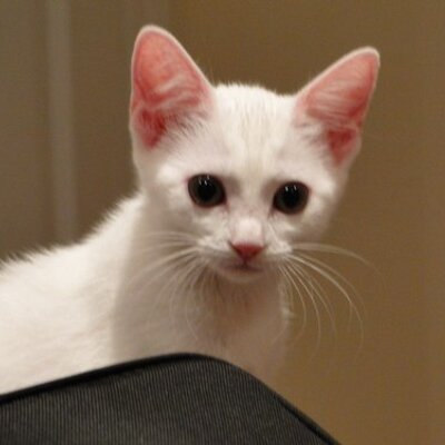 Profile Picture of David Friedmann (@TotalRamb0) on Twitter