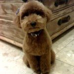 Profile Picture of Chiu Lien Huang (@chiulienhuang) on Instagram