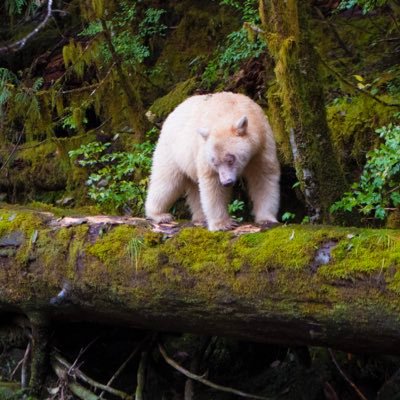 Profile Picture of Lisa Wyatt (@lisdubs) on Twitter