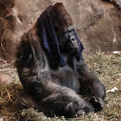 Profile Picture of Douglas MacKenzie (@Arcflex579) on Youtube