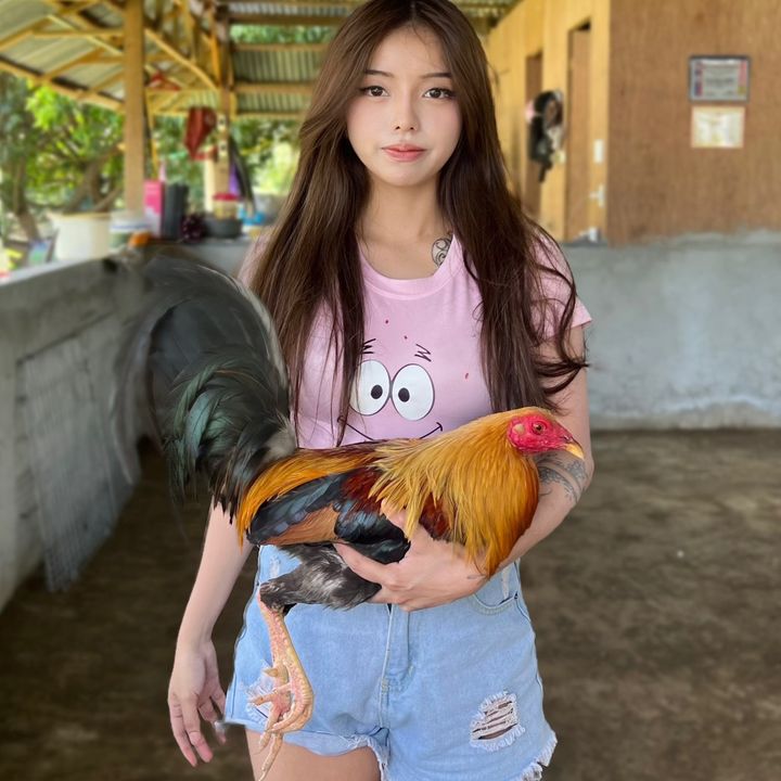 Profile Picture of Scarlet Gamefowl (@scarletgamefowl) on Tiktok