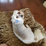 Profile Picture of Eric Daley (@idoggoz) on Instagram