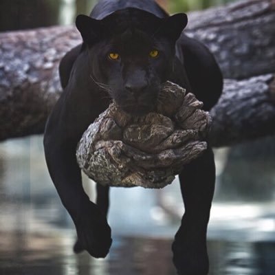 Profile Picture of Chris Ceci (@chrisceci12) on Twitter