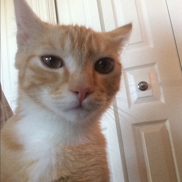 Profile Picture of Randi Compagnone (@randicompagnone) on Poshmark