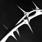 Profile Picture of Adam Szucs (@slashingrozes) on Instagram