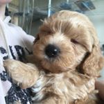 Profile Picture of Ralph Hobson (@ralph.hobsonx) on Instagram