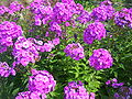 Profile Picture of Phlox - Wikipediaon Wikipedia