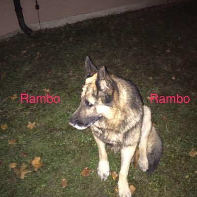 Profile Picture of David Jankovic (@Jankovic13David) on Twitter