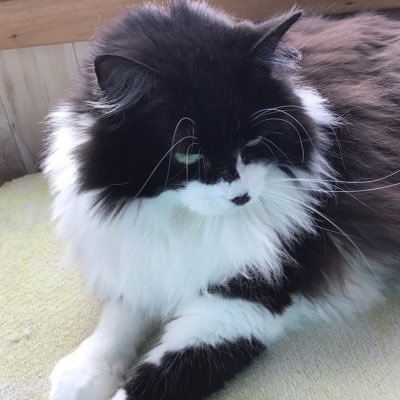 Profile Picture of Patti Matthews (@pattima93887087) on Twitter