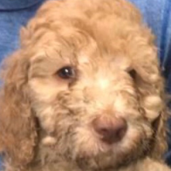 Profile Picture of Olivia Friedemann (@oliviaf2753) on Poshmark