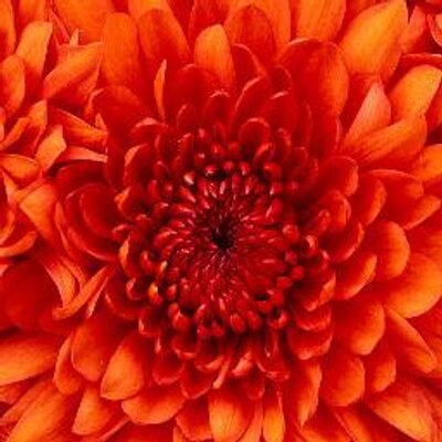 Profile Picture of Christopher Uy (@christopheruy13) on Twitter