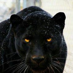 Profile Picture of Jordan Fiorucci (@modjolepasbeau) on Tiktok