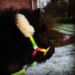 Profile Picture of laura  Schmidt (@pollylaura2018) on Instagram