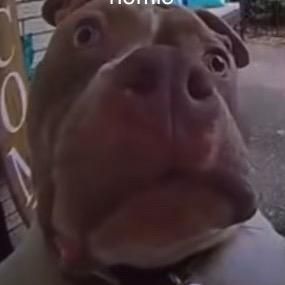 BradyBringman - Tiktok Profile Picture of BradyBringman (@bradybringman) on Tiktok