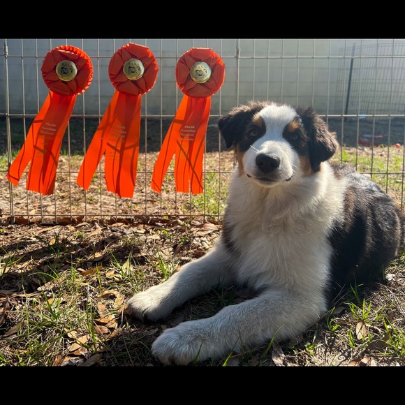 Amber Parascando - Poshmark Profile Picture of Amber Parascando (@kidrauhl1) on Poshmark