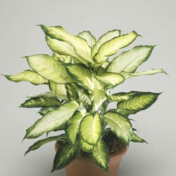 Profile Picture of Nate Fynaardt (@rapalabaffin) on Poshmark