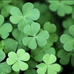 Profile Picture of Nancy Doyle (@nancy526) on Instagram