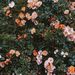 Profile Picture of monica patten (@jasminescoolmommy) on Pinterest