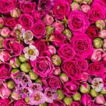 ぽんぽん333 - Instagram Profile Picture of ぽんぽん333 (@hoipukelapli333) on Instagram